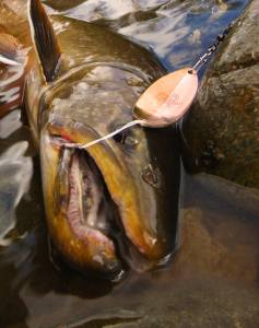 bull trout spoon pic