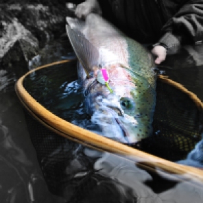 A large 16 pound buck steelhead taken on a small river (it's still the largest I've seen from this small flow). His perfect blush made for some great photogenic moments. Caught on the ever trusted 2/5 silver/pink R&B lure co. spoon.