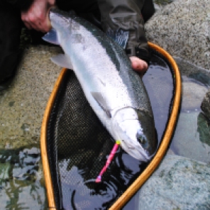An immaculate spring time specimen caught on a 6 inch pink worm on a pin rod