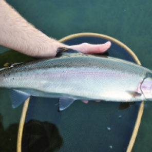A typical, healthy, natural rainbow - caught on a chironomid sight fishing shallow water