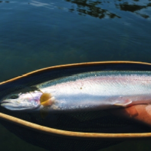 A stunning example of a British Columbia interior lake rainbow trout