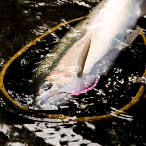 A perfect capture of a mad river pink worm in action from earlier in the day